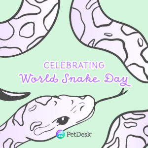 Celebrating World Snake Day