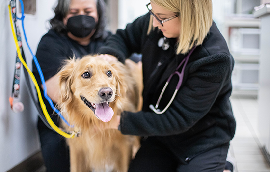 A veterinarian and veterinary technician examining a happy dog together