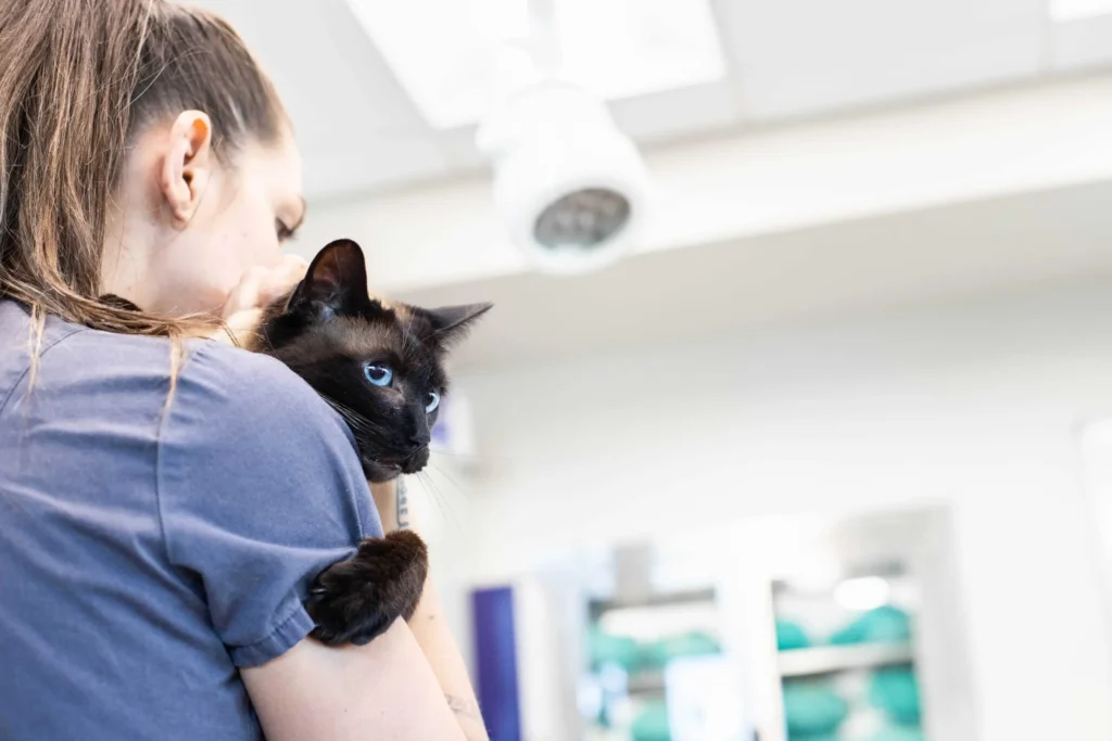 Essential Features Of A Veterinary Communication Platform PetDesk