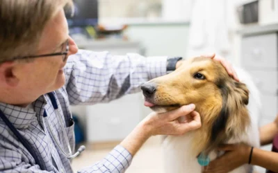Discover the Benefits of Veterinary Software Built for Client Communication