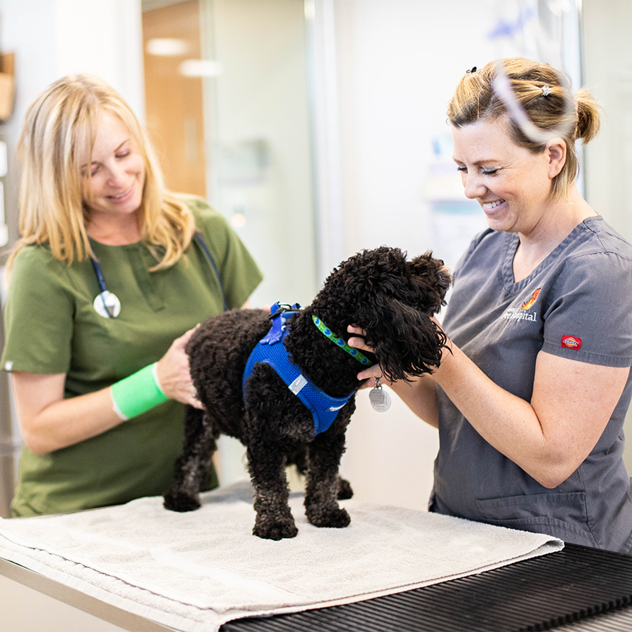 A veterinary technician and veterinarian happily examining a dog