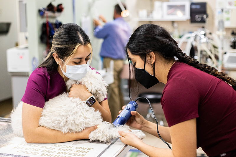 Two veterinary technicians working together to prep a dog for surgery