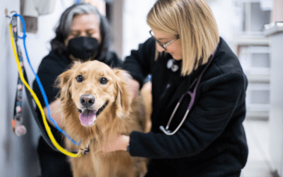 The Power of Technology for Veterinary Client Communication