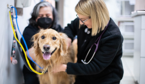 The Power Of Technology For Veterinary Client Communication