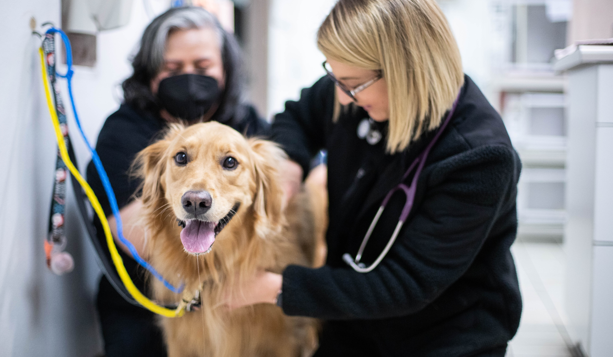 Revolutionizing Veterinary Care: The Power of Technology for Client Communication