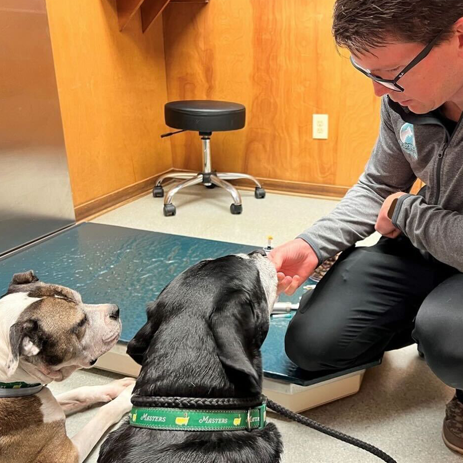 Veterinarian giving treats to two dogs in the exam room