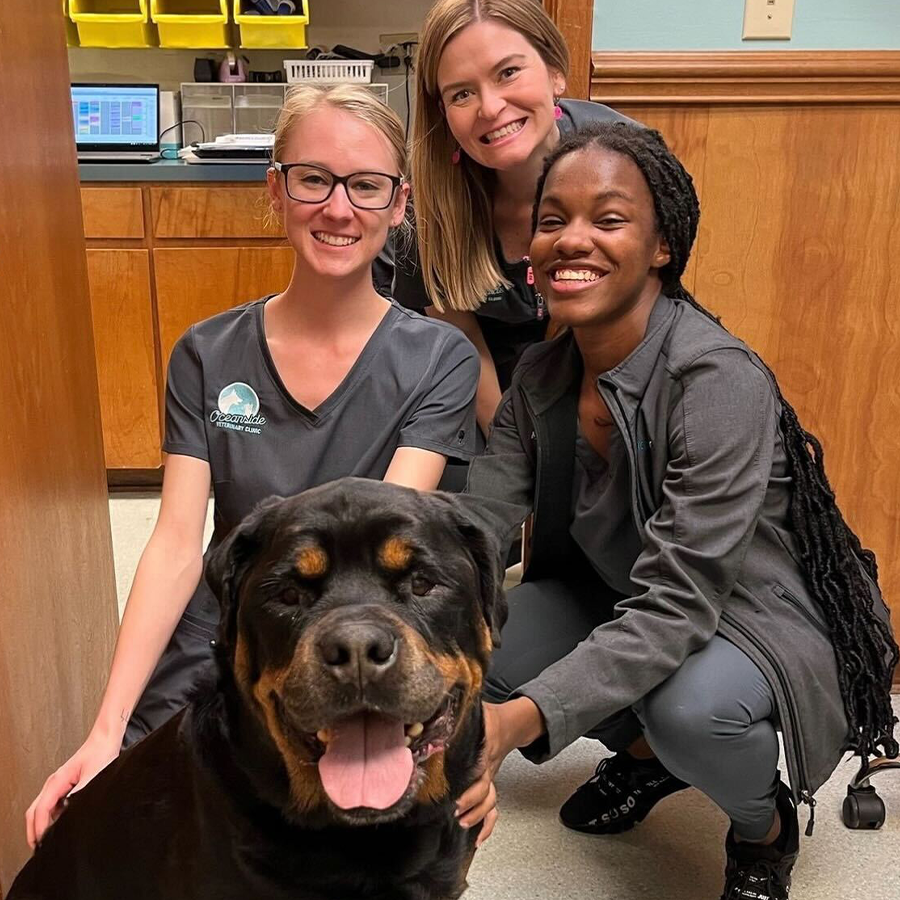 Three smiling veterinary technicians with a happy dog