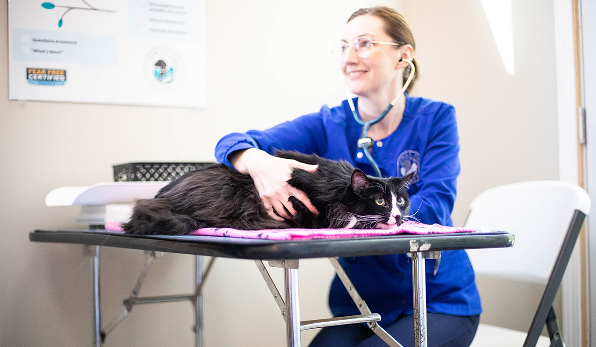Female veterinarian happily examining a cat