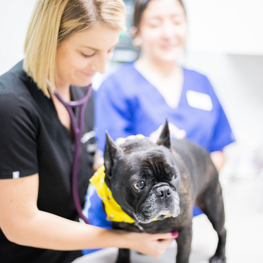 Female veterinarian happily examining a dog