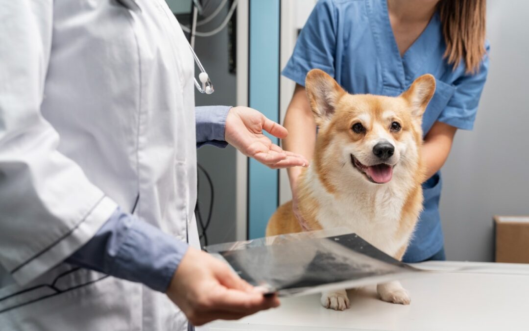 Keeping Your Veterinary Practice Up to Date with the Latest Veterinary Industry Trends