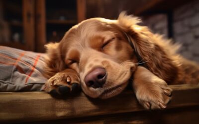 Healing the Healers: S.O.S. for Veterinary Burnout