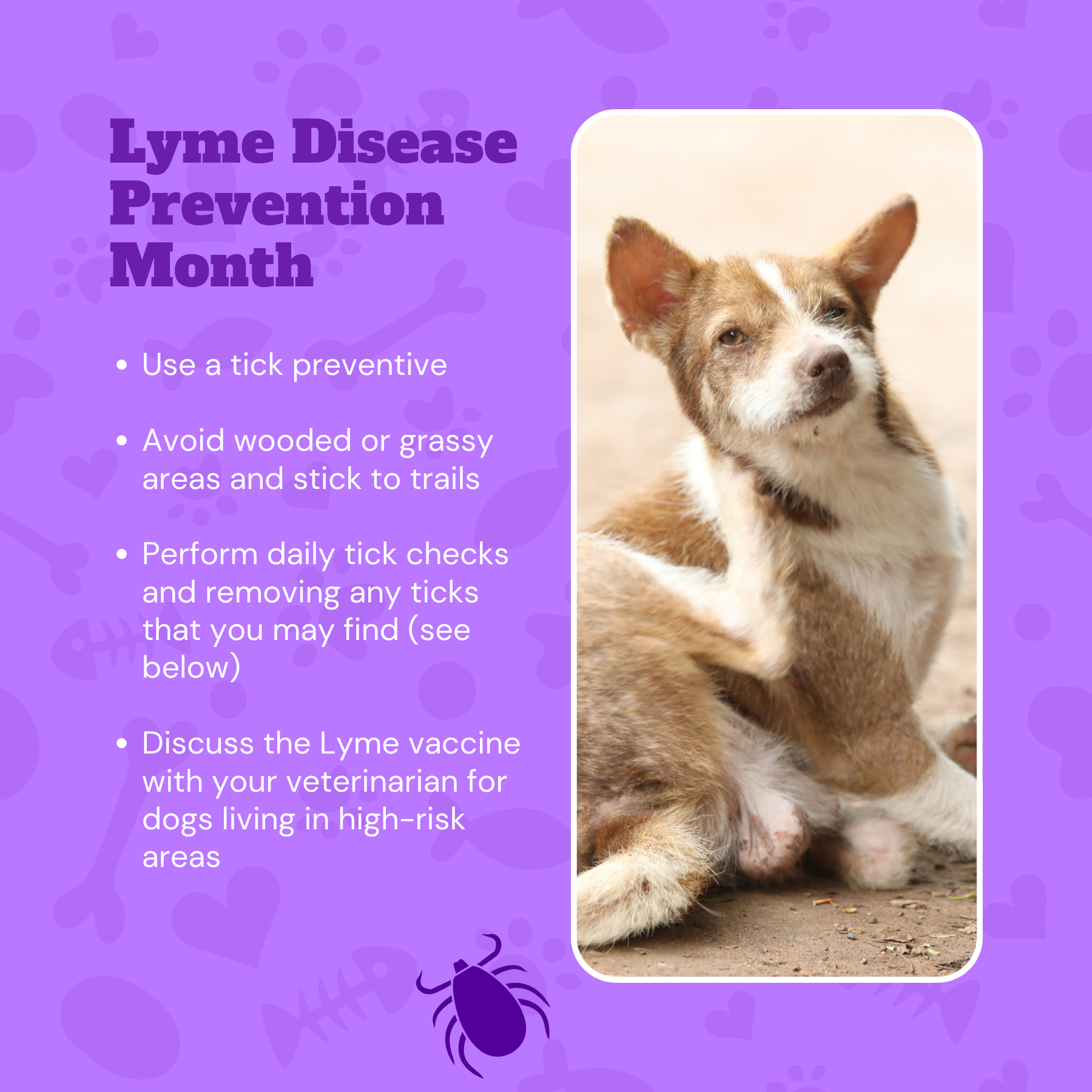 Lyme Disease Prevention Month