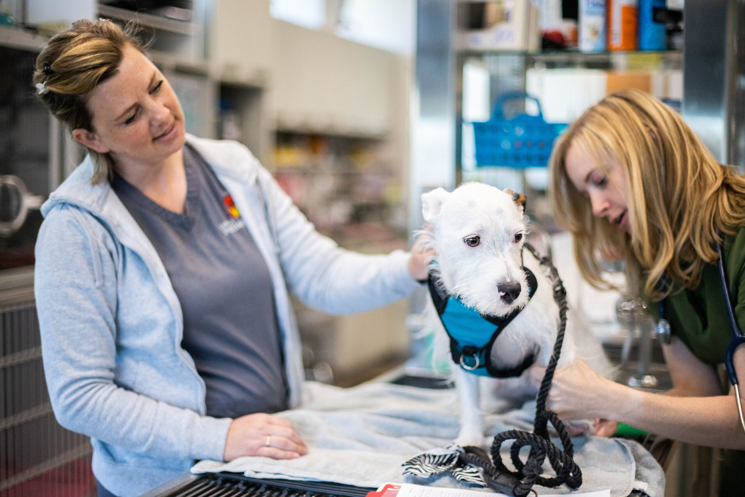 Veterinarian examining a dog while a veterinary tech assists
