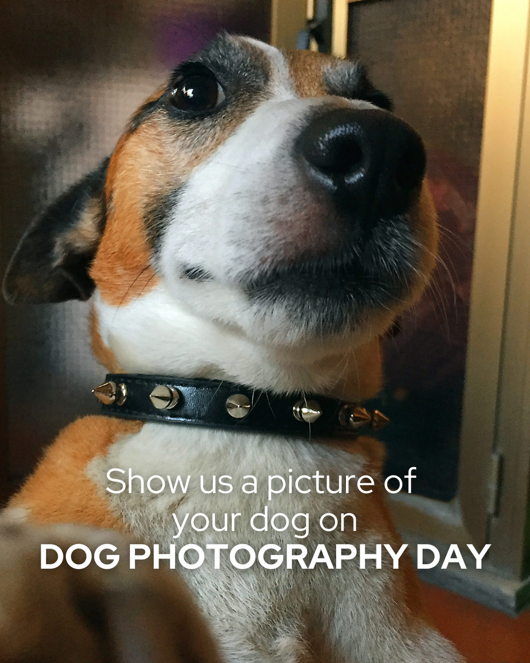 Dog Photography Day social graphic