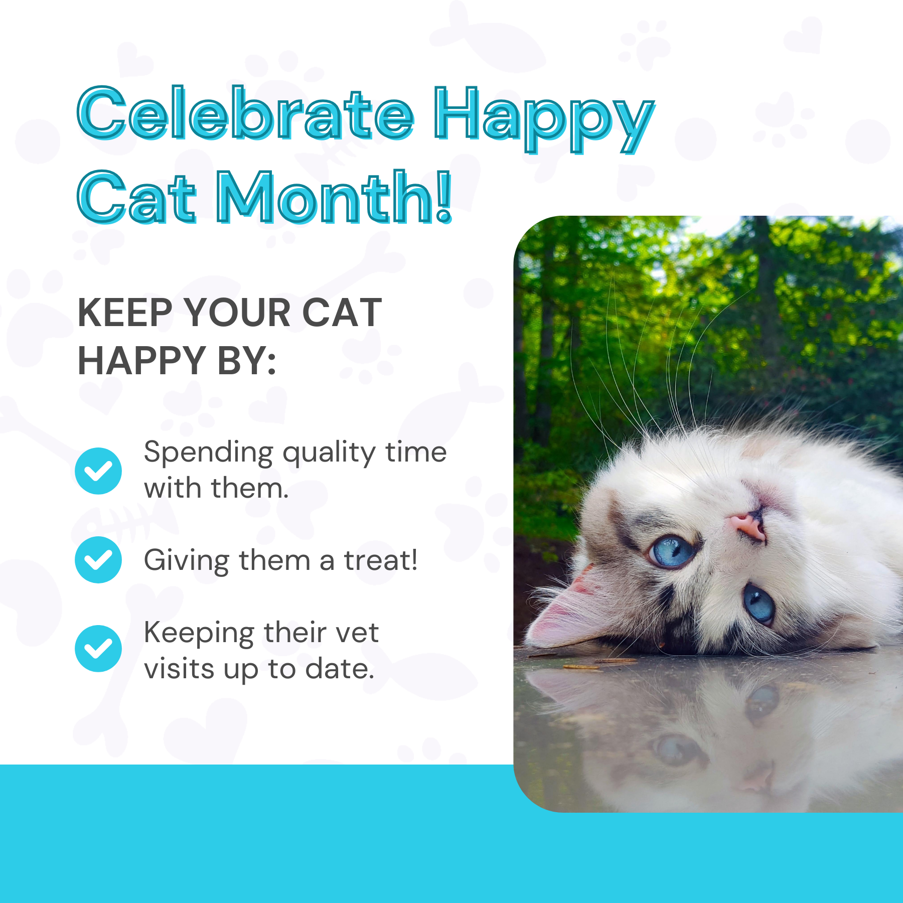 Celebrate Happy Cat Month