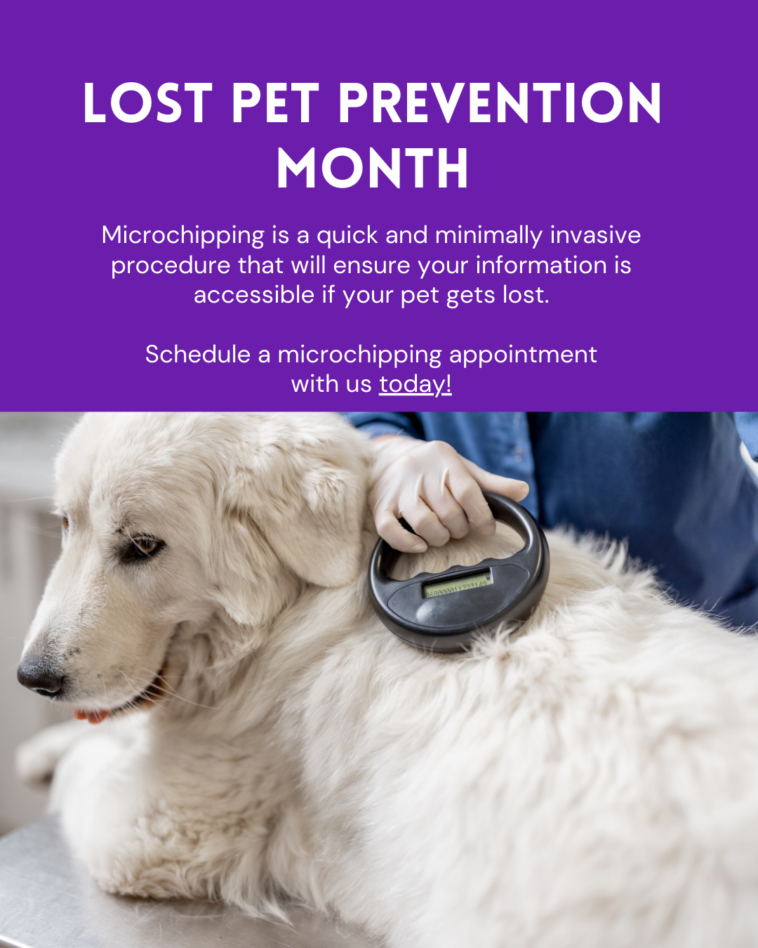 Lost pet prevention month social graphic
