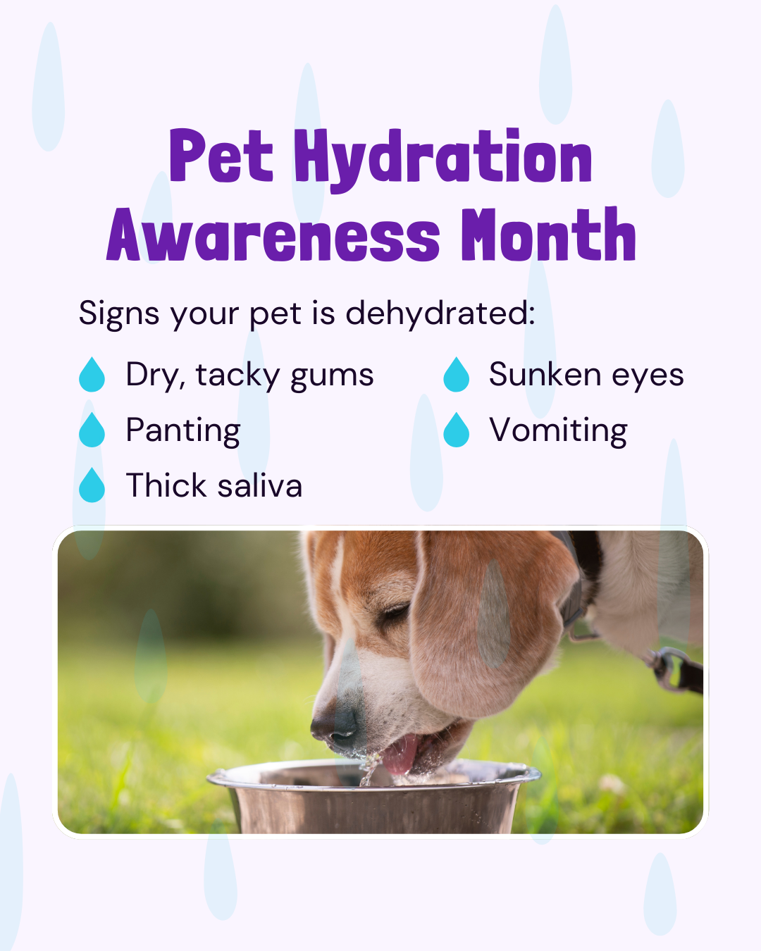 Pet hydration awareness month social graphic