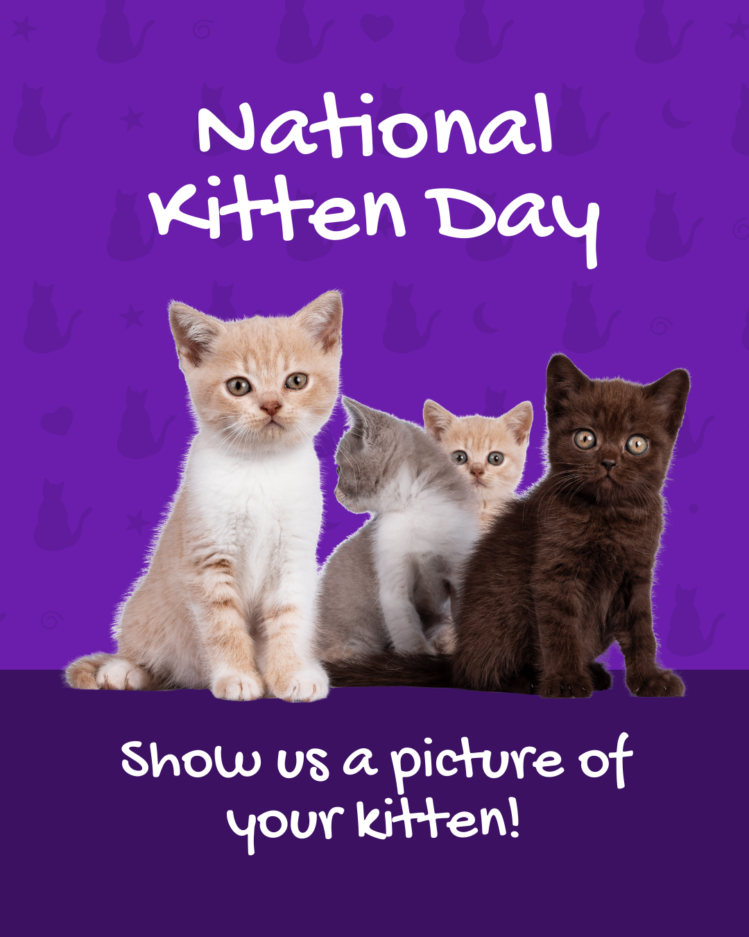 National kitten day social graphic