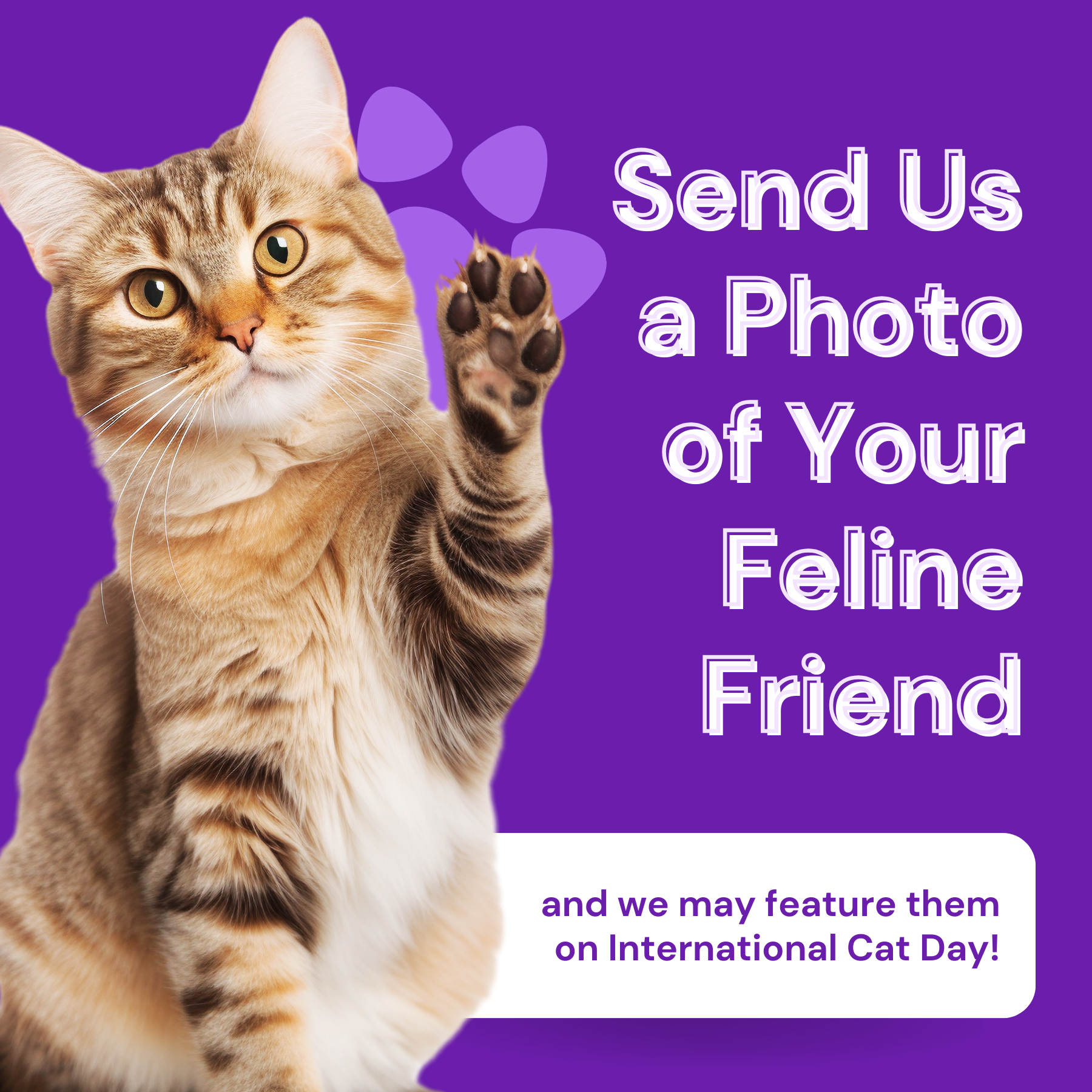 Send Us a Photo of Your Feline Friend
