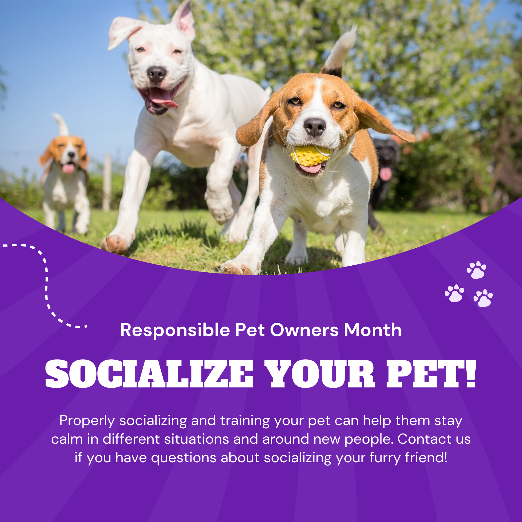 Responsible Pet Owners Month