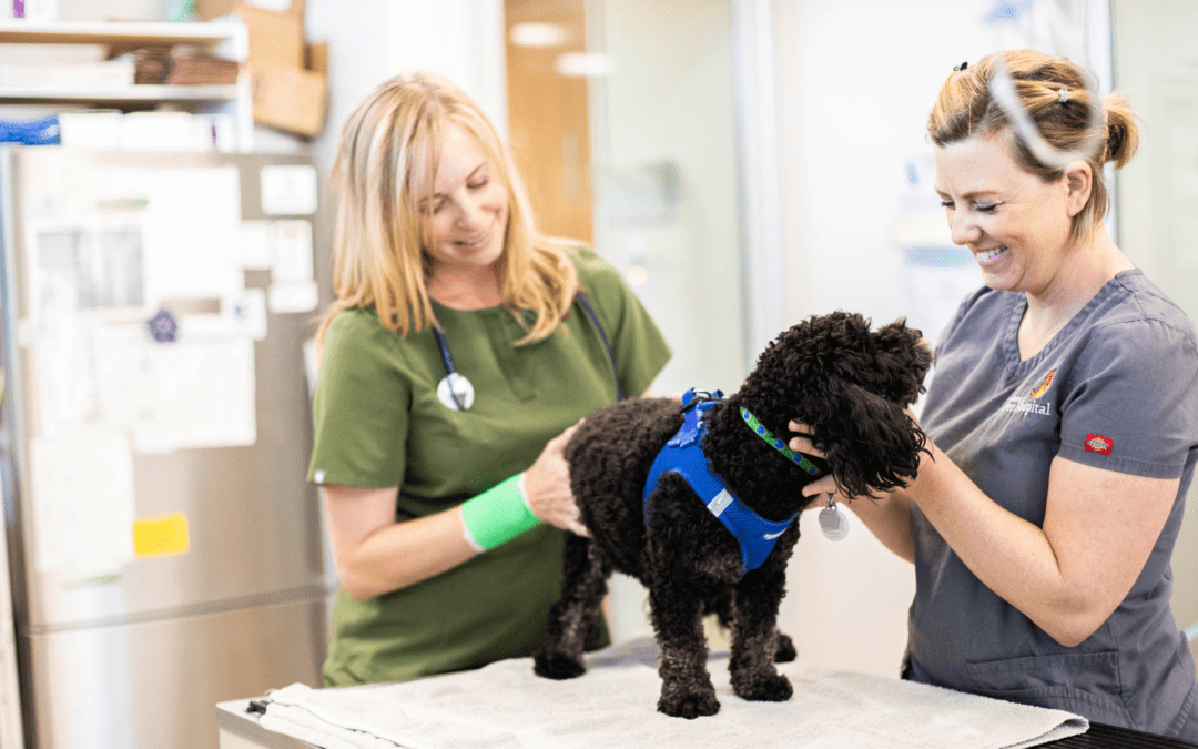 2024 Veterinary Stats: Everything To Know About The Veterinary Industry