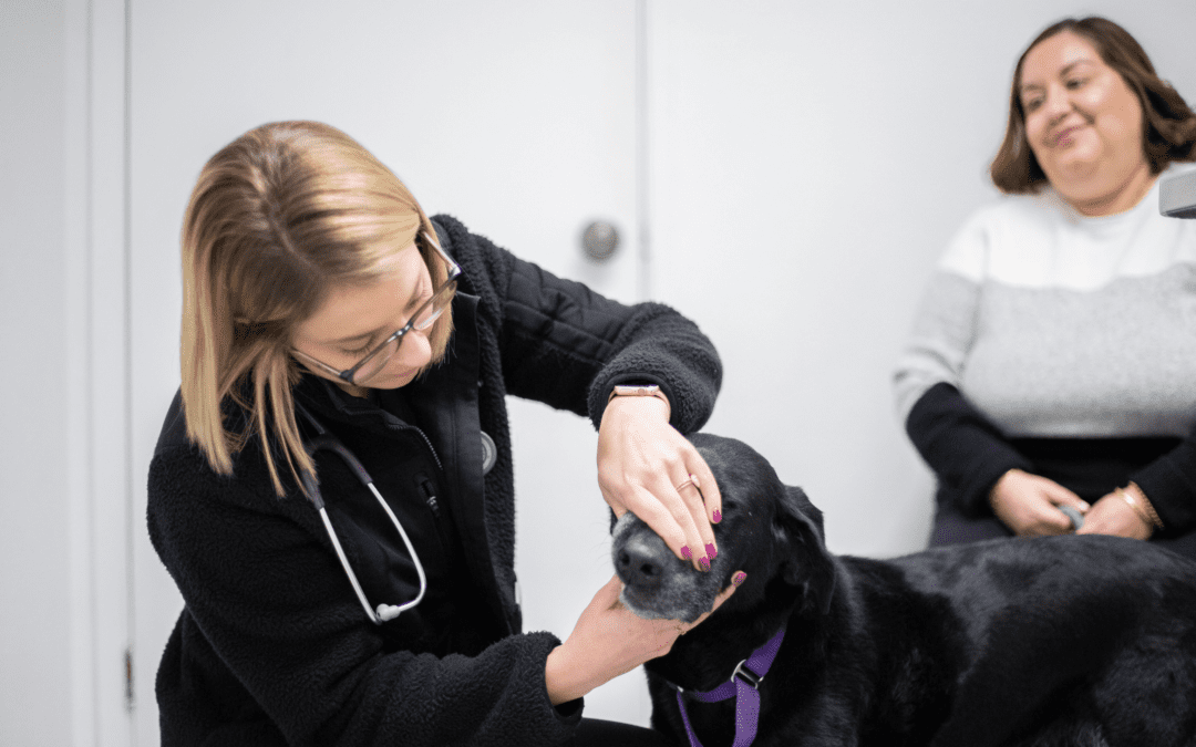 5 Common Veterinary Practice Issues Solved by PetDesk
