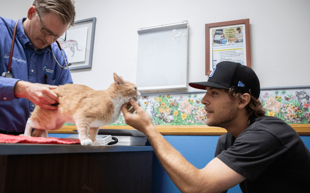 Beyond the exam room: building trust & connection in veterinary care