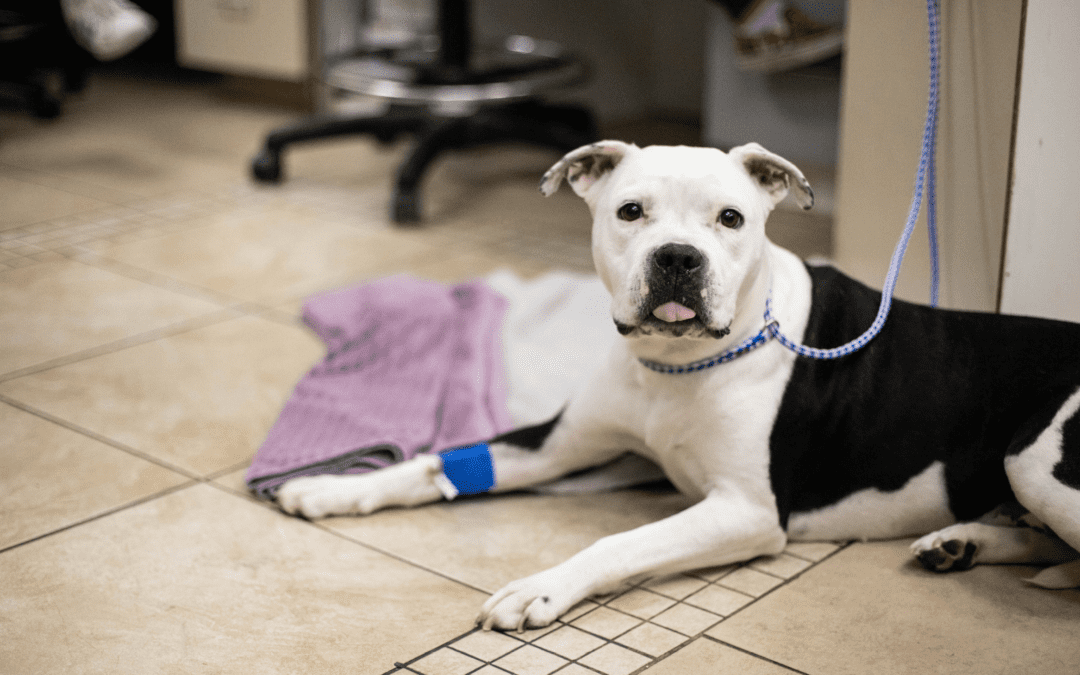 Dog happily relaxing on the ground at a veterinary hospital