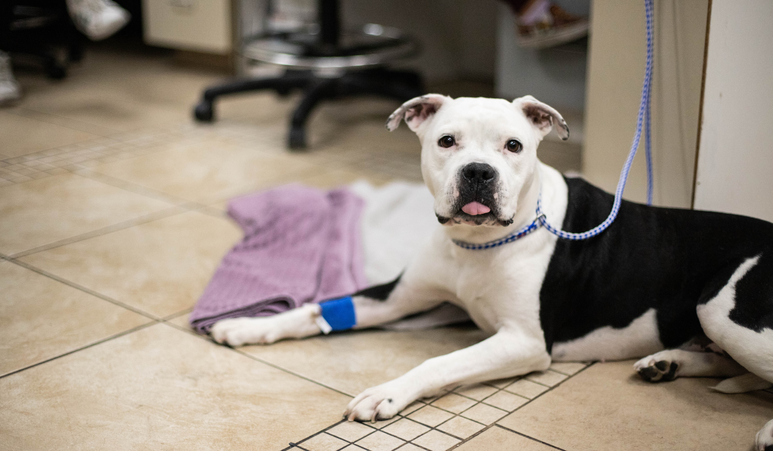 Dog happily relaxing on the ground at a veterinary hospital