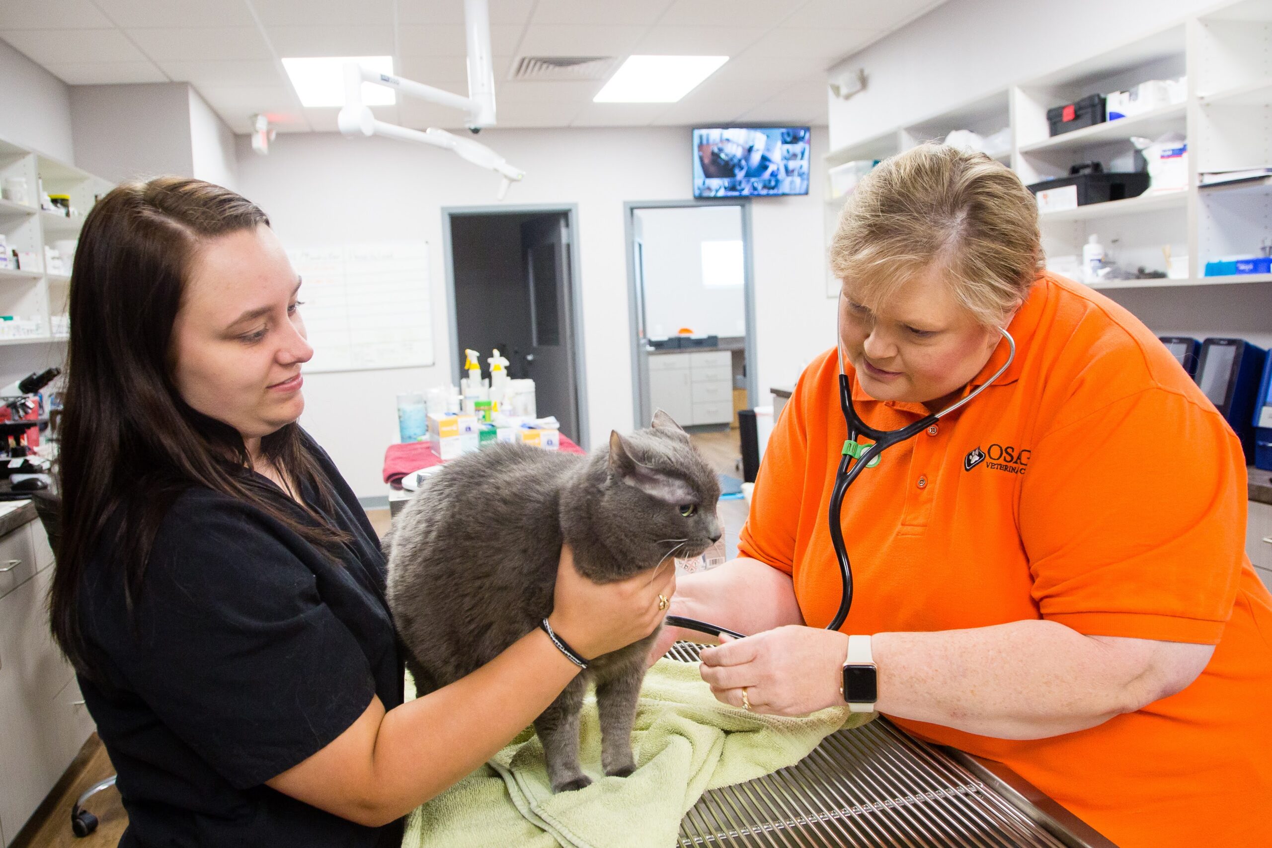 Veterinary Technician holding a cat while a veterinarian examines them