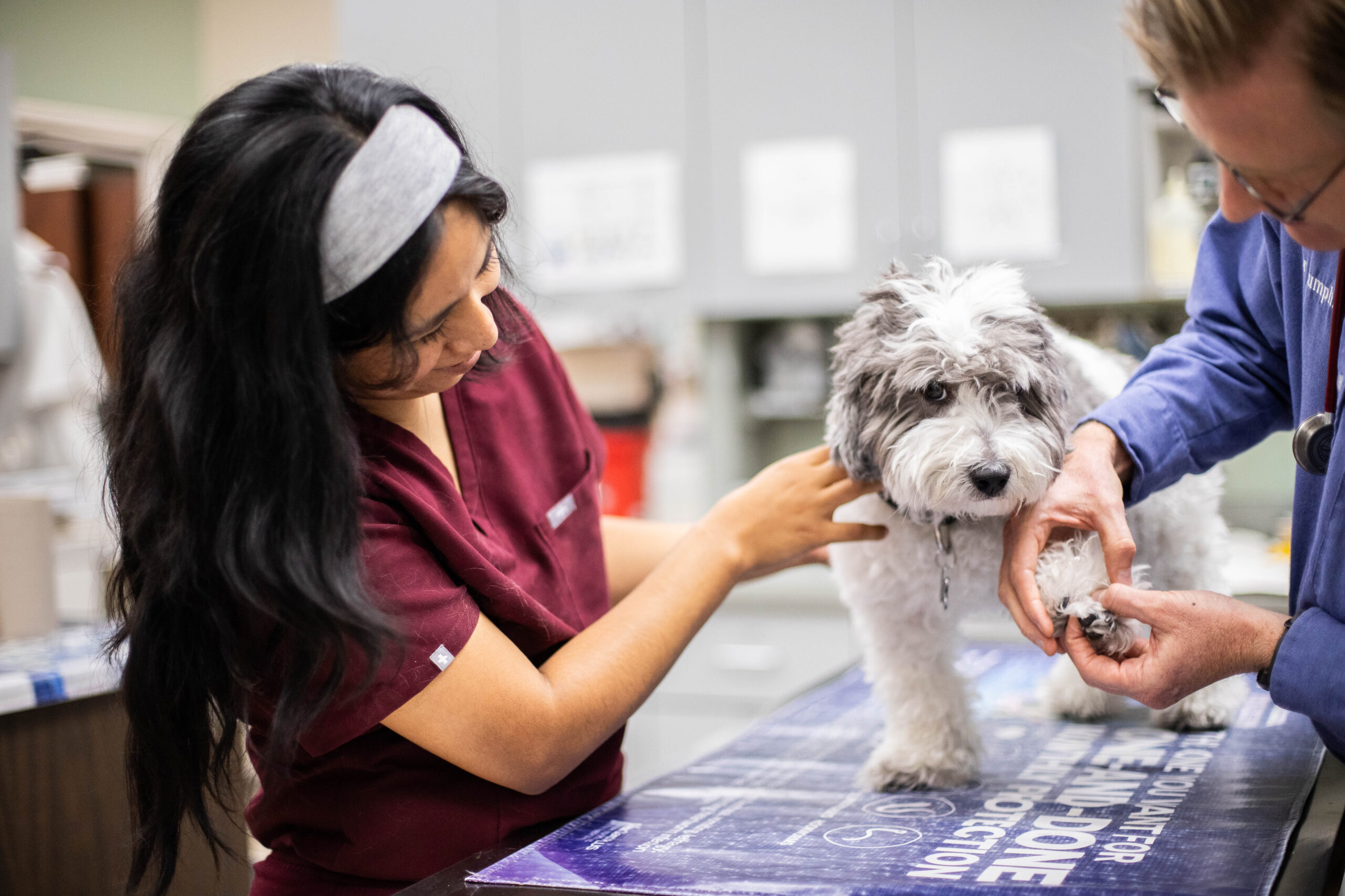 Vet tech and veterinarian examining a dog in the treatment area