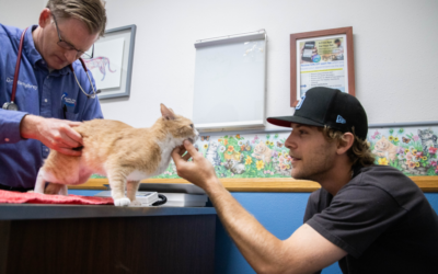 Beyond the exam room: building trust & connection in veterinary care