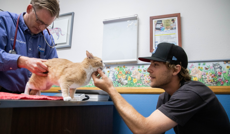 Veterinarian examining a cat while talking to pet owner