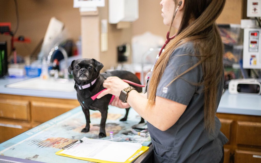 Veterinary Technician examining a dog in the treatment area