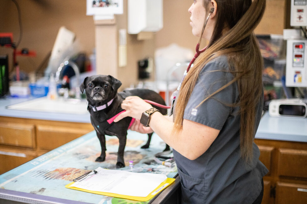 Vet tech examining a dog in the treatment area