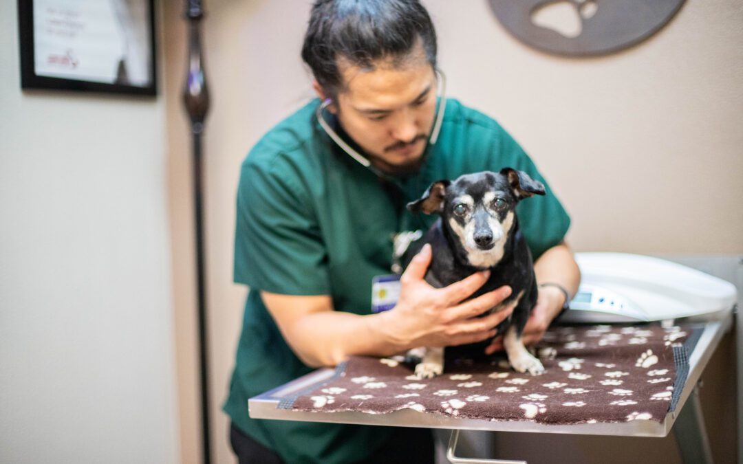 Male veterinarian examining an older dog