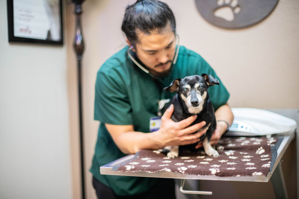 Male veterinarian examining an older dog