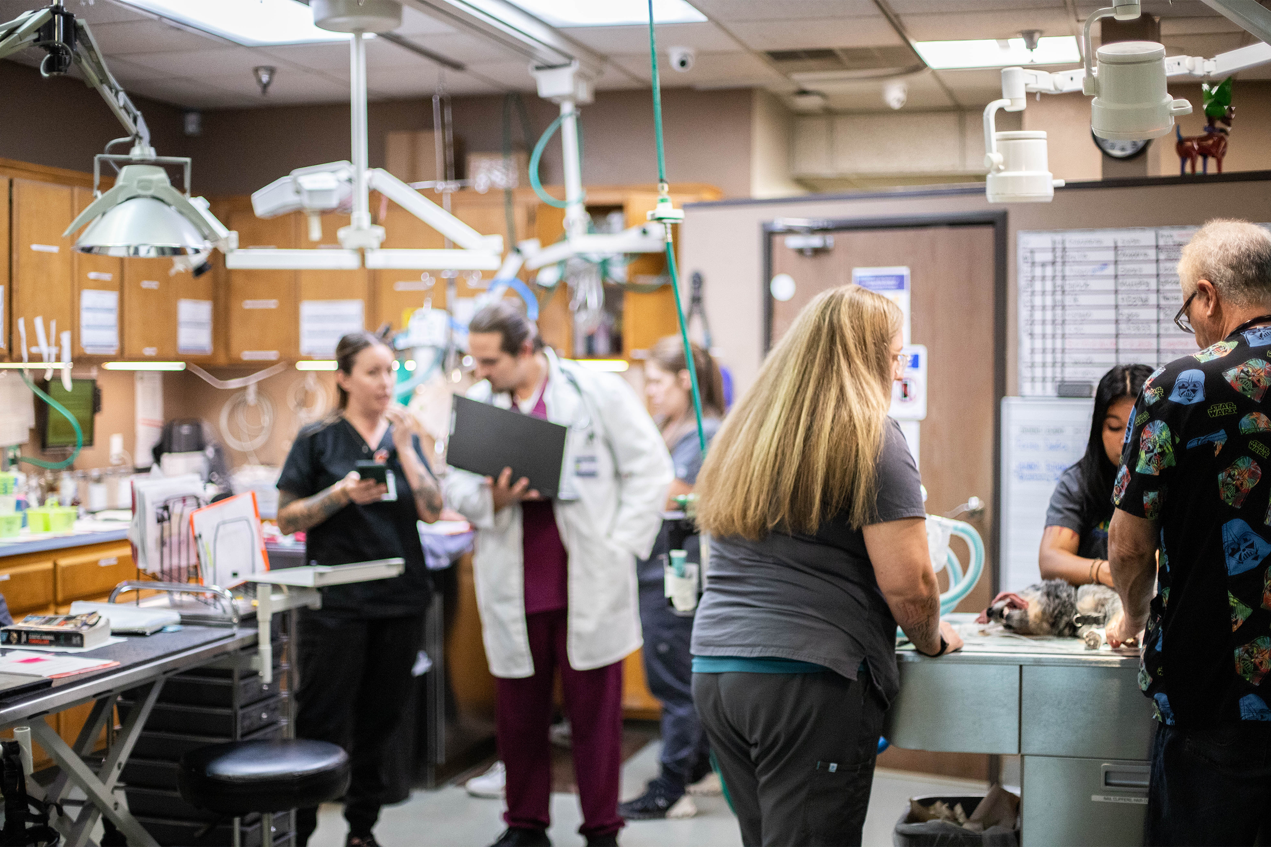 Busy veterinary staff working together in various areas of the treatment area