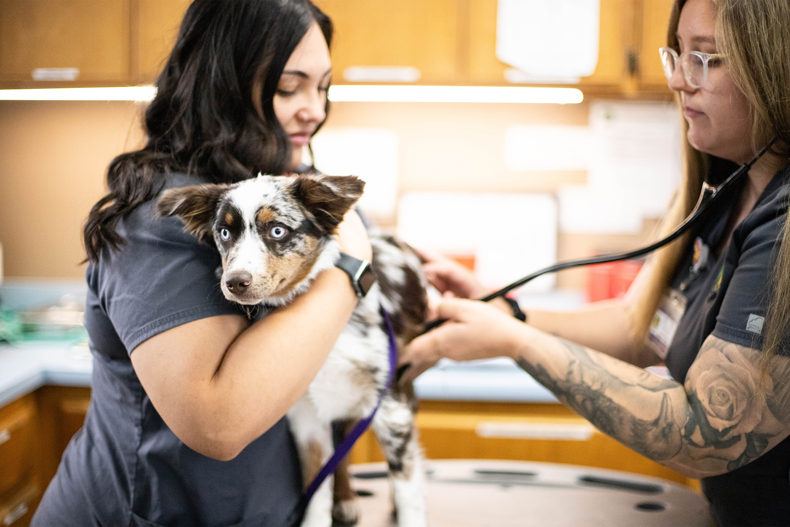 Two vet techs examining a puppy in the treatment area