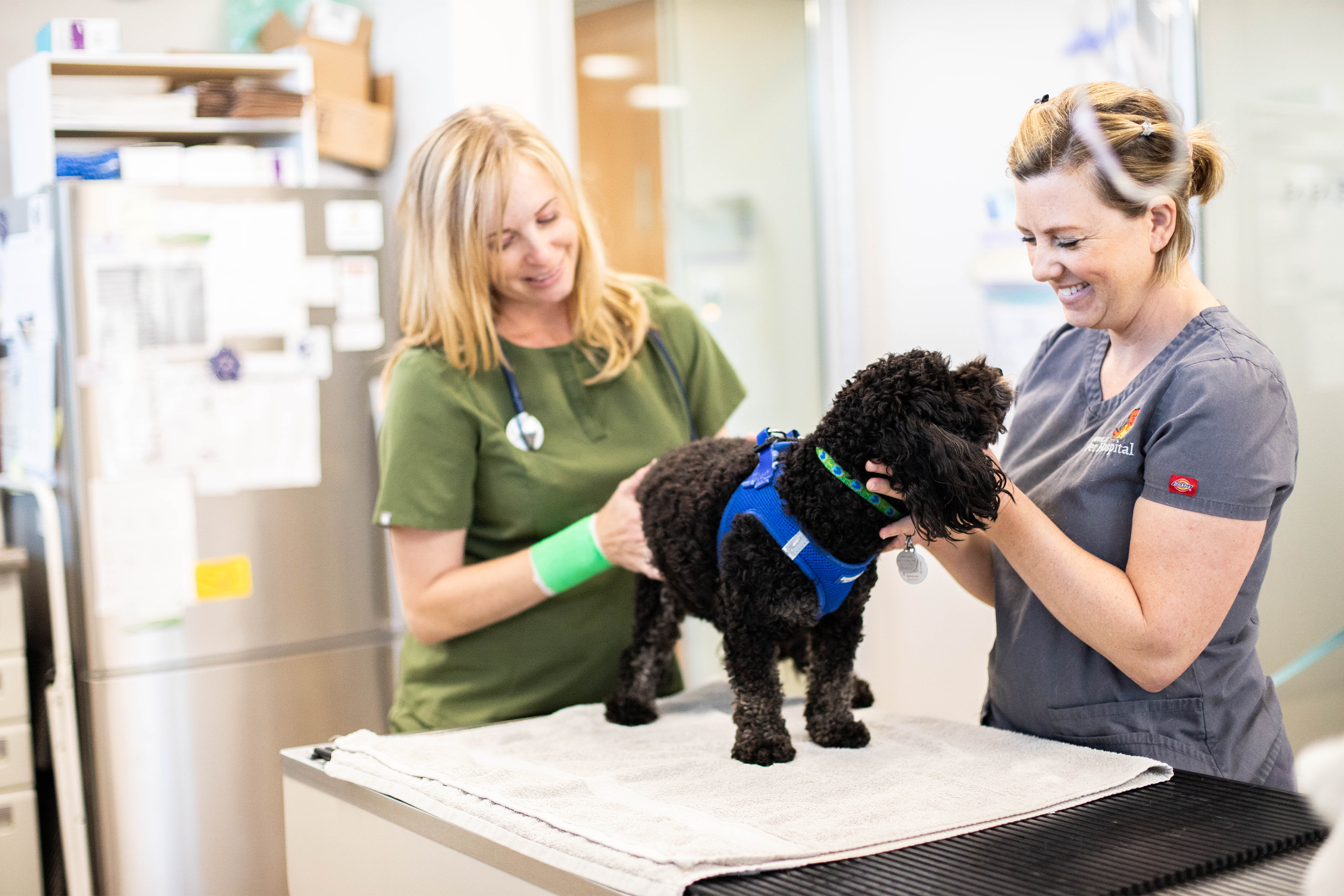 Veterinarian and veterinary technician happily examining a dog in the treatment area