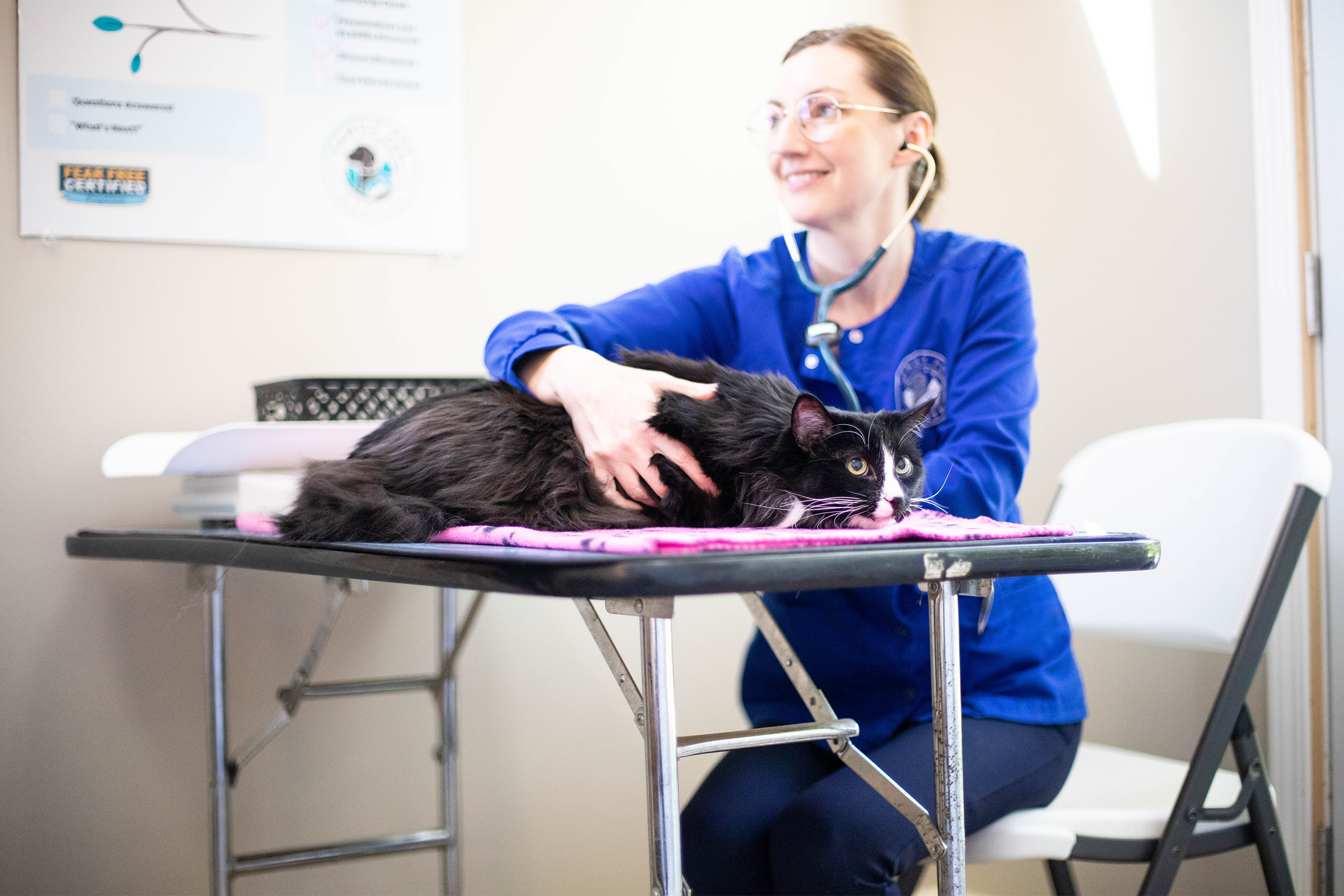 Veterinarian happily examining a cat