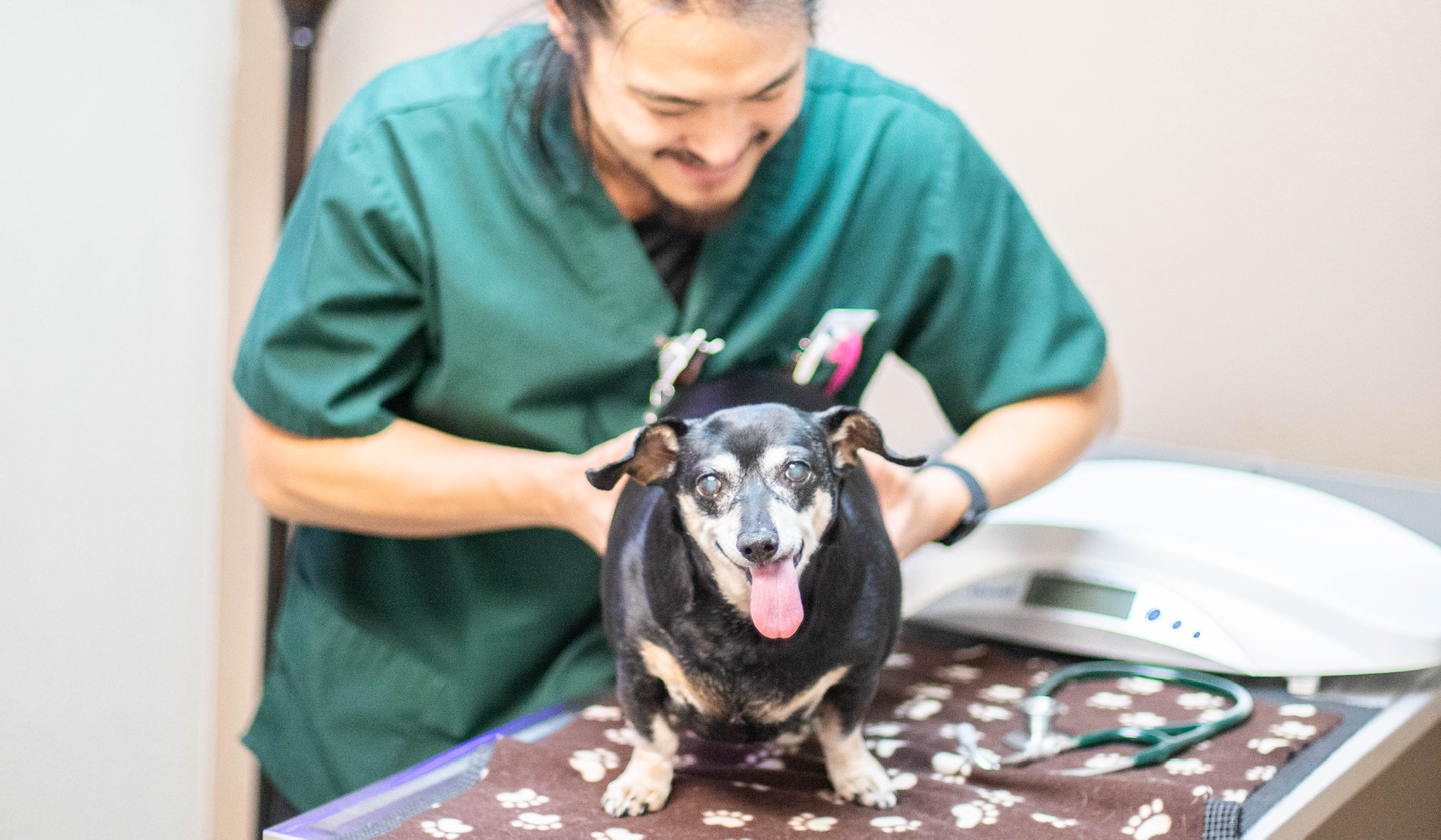 Eyes on 2025: setting veterinary marketing goals for success