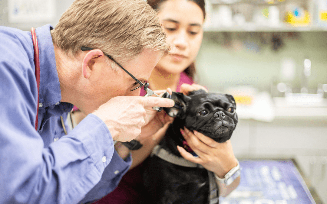 Overwhelmed? Veterinary technology is here to help!