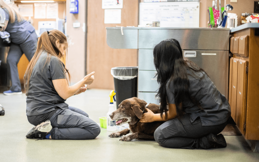 Unlocking efficiency at your clinic with PetDesk's veterinary communication solutions