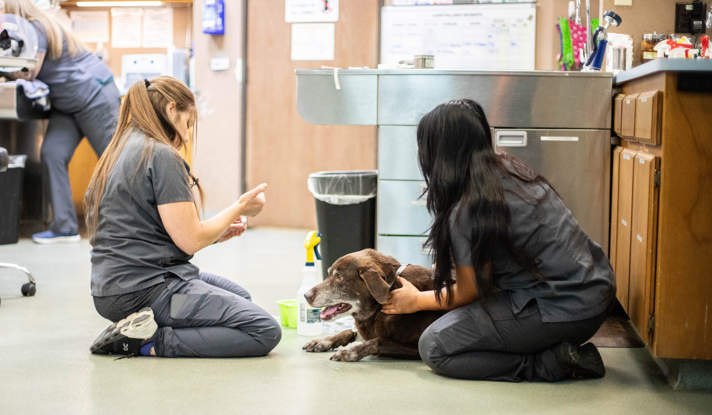 Unlocking efficiency at your clinic with PetDesk's veterinary communication solutions