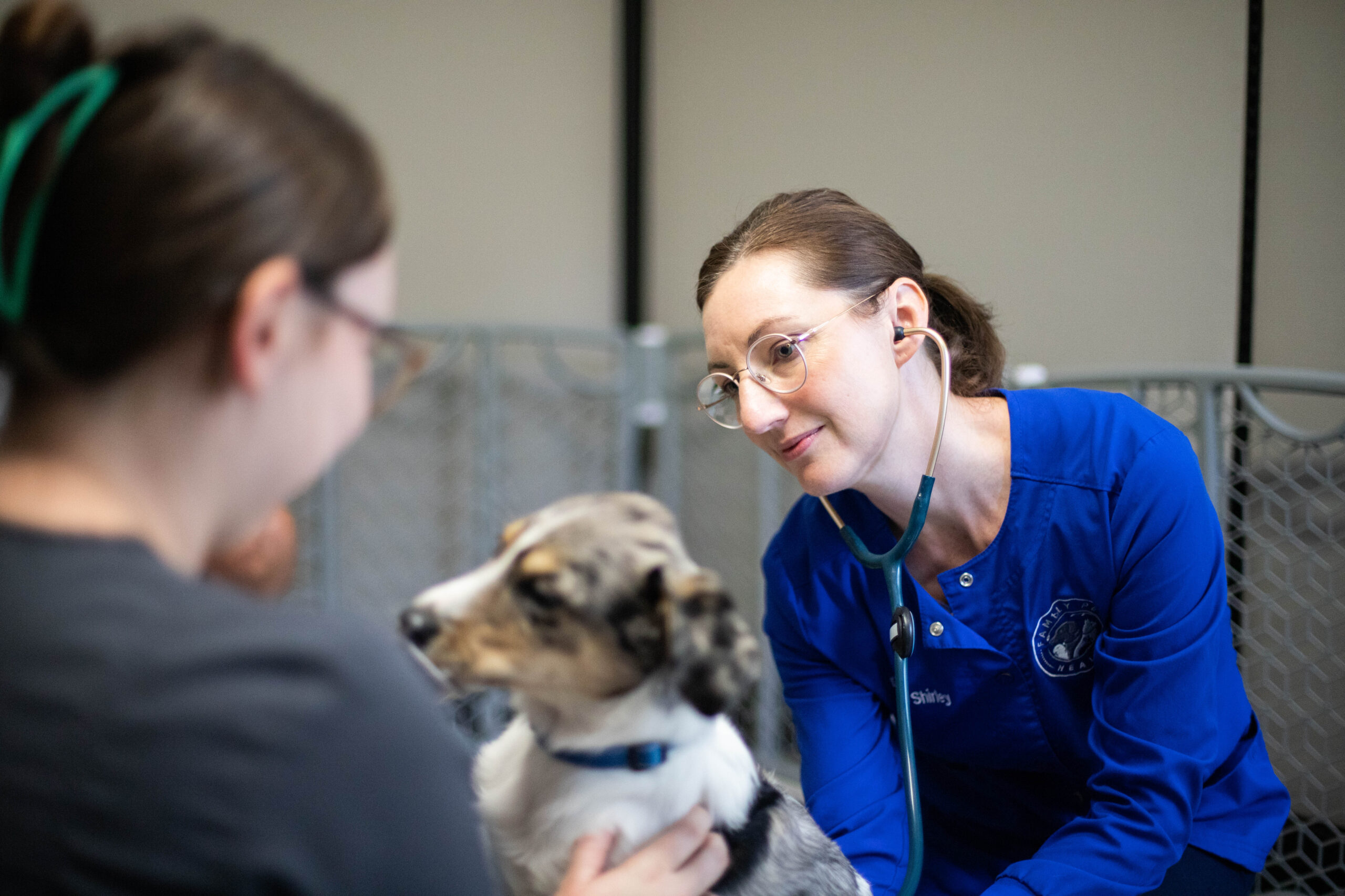 Female veterinarian examines puppy while vet tech holds them