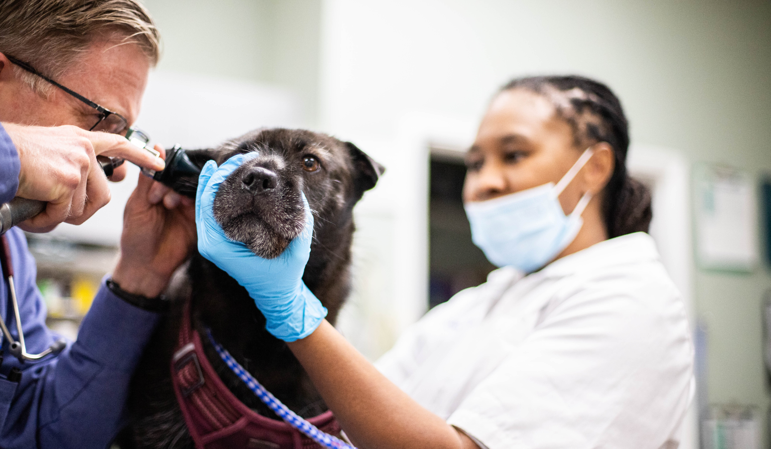 Starting your own veterinary clinic: a quick breakdown