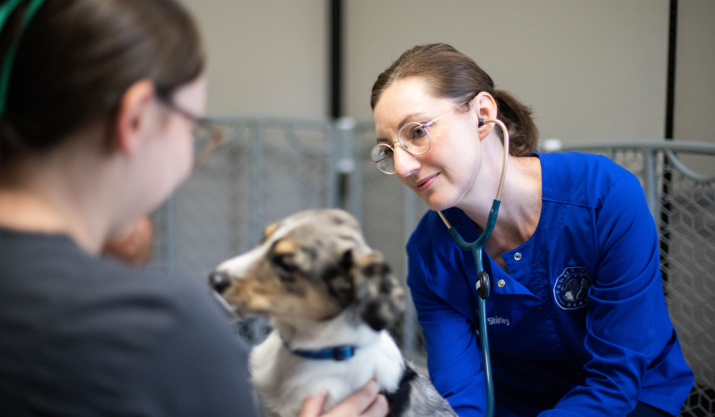 Female veterinarian examines puppy while vet tech holds them