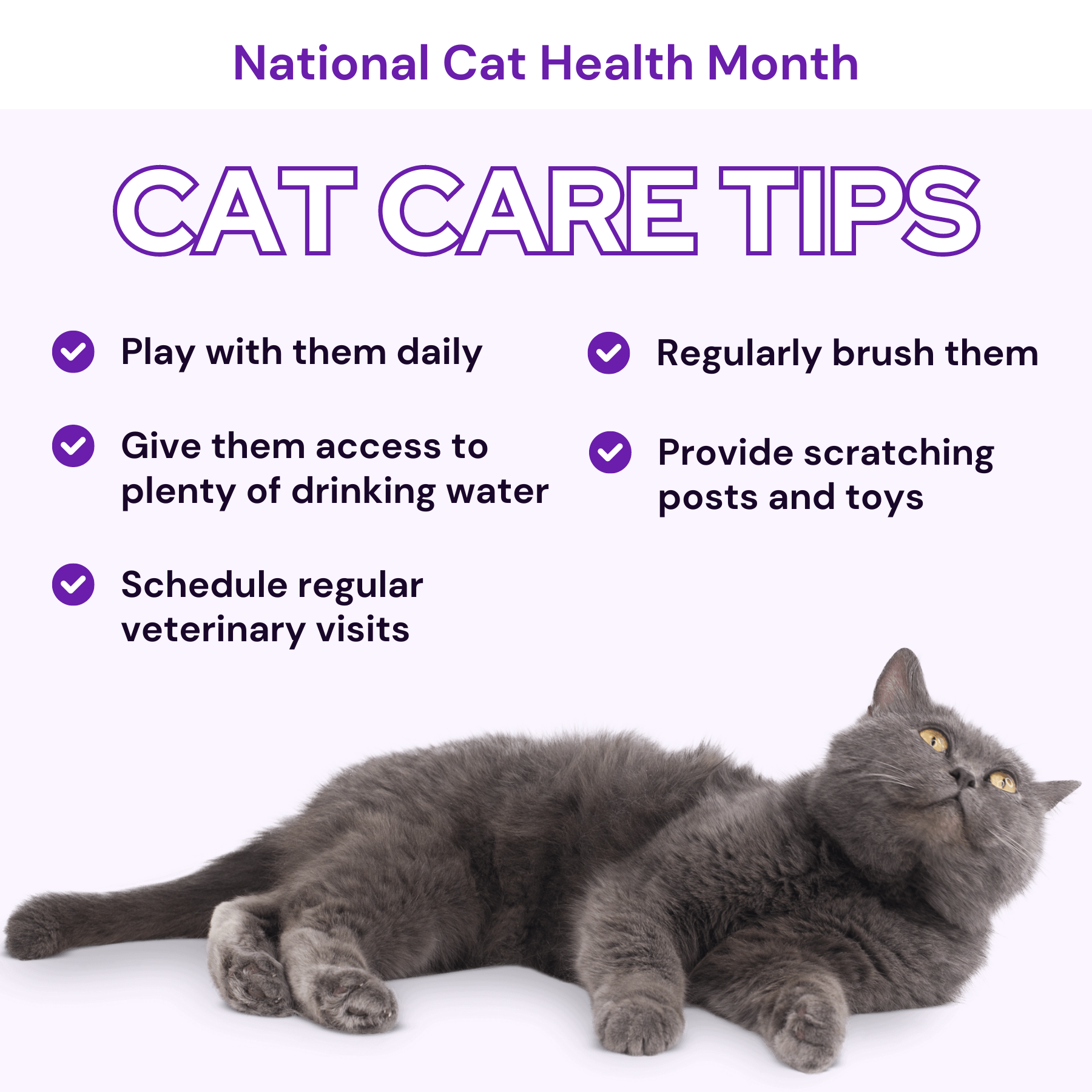 Cat Care Tips Social Media Graphic