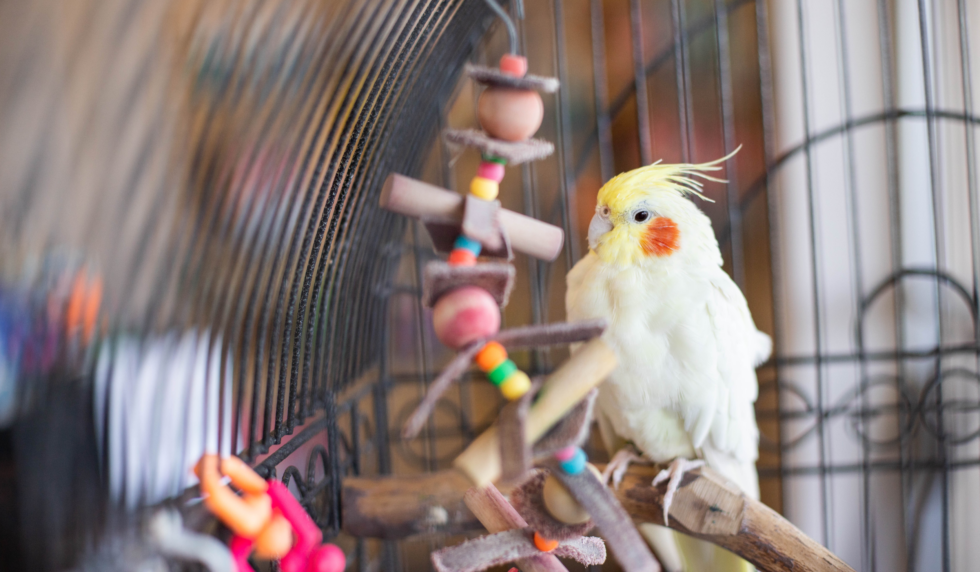 Avian & exotic hospital sees surge in organic visits after revamping website with PetDesk